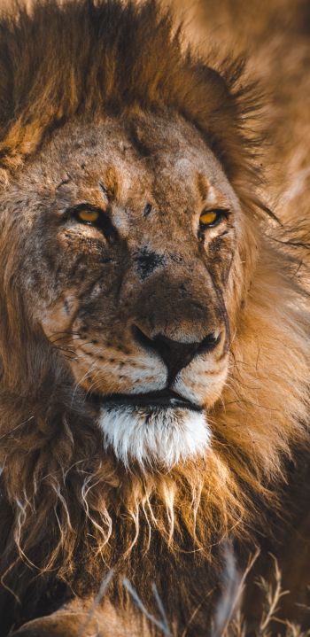 lion, wild animals, the king of beasts, Wallpaper 1080x2220