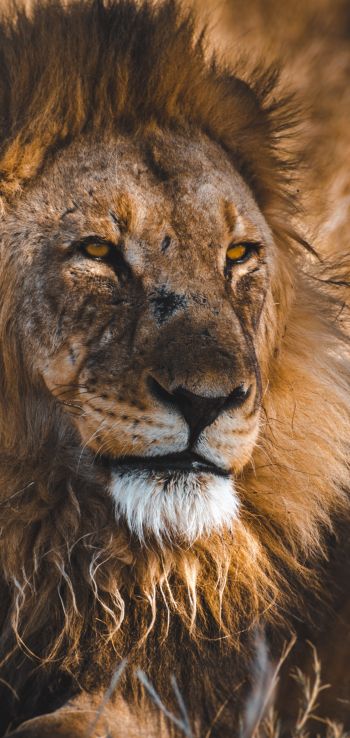 lion, wild animals, the king of beasts, Wallpaper 720x1520