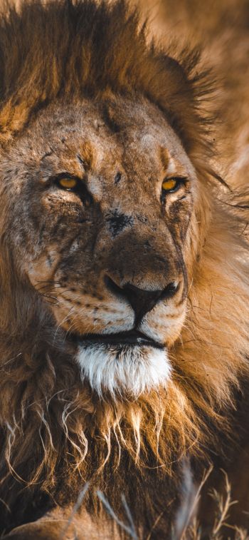 lion, wild animals, the king of beasts, Wallpaper 1125x2436
