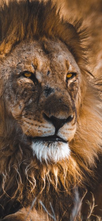 lion, wild animals, the king of beasts, Wallpaper 1080x2340