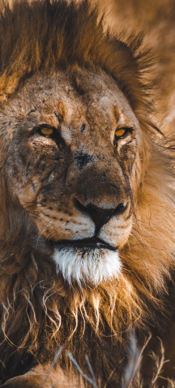 lion, wild animals, the king of beasts, Wallpaper 1440x3200
