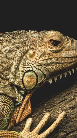 iguana, wild animal, lizard Wallpaper 640x1136