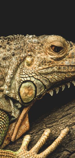 iguana, wild animal, lizard Wallpaper 720x1520