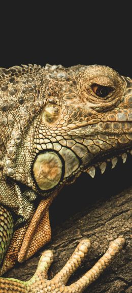 iguana, wild animal, lizard Wallpaper 1440x3200