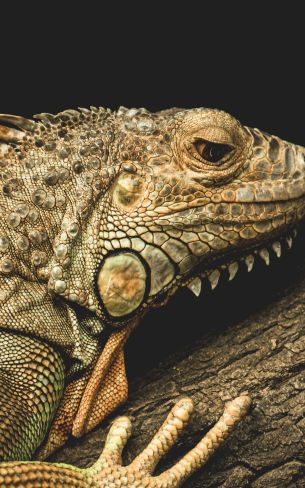 iguana, wild animal, lizard Wallpaper 1200x1920