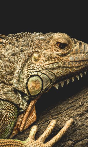 iguana, wild animal, lizard Wallpaper 1200x2000