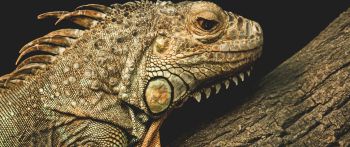 iguana, wild animal, lizard Wallpaper 2560x1080