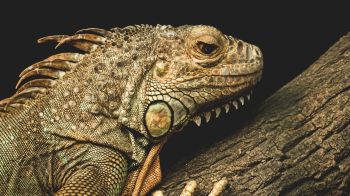 iguana, wild animal, lizard Wallpaper 2048x1152