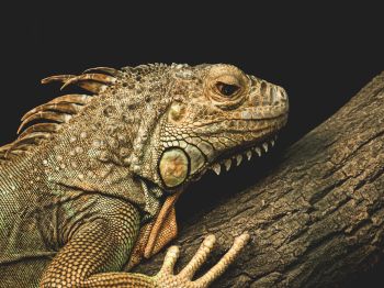 iguana, wild animal, lizard Wallpaper 800x600