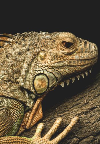 iguana, wild animal, lizard Wallpaper 1668x2388