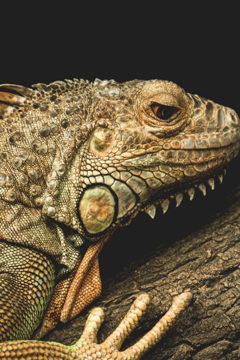 iguana, wild animal, lizard Wallpaper 640x960