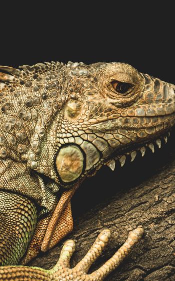 iguana, wild animal, lizard Wallpaper 1200x1920
