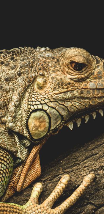 iguana, wild animal, lizard Wallpaper 1080x2220
