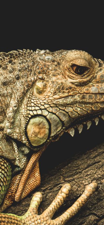 iguana, wild animal, lizard Wallpaper 1242x2688