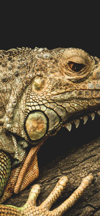 iguana, wild animal, lizard Wallpaper 1080x2340