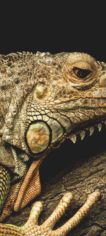 iguana, wild animal, lizard Wallpaper 1080x2400