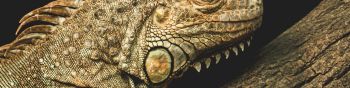 iguana, wild animal, lizard Wallpaper 1590x400