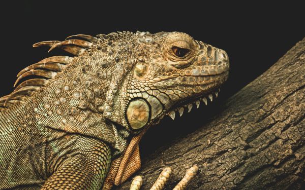 iguana, wild animal, lizard Wallpaper 2560x1600