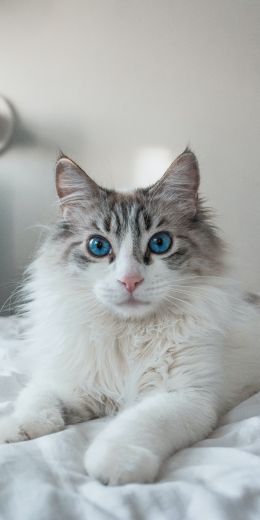 cat, pet, blue eyes Wallpaper 720x1440