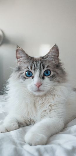 cat, pet, blue eyes Wallpaper 1080x2220