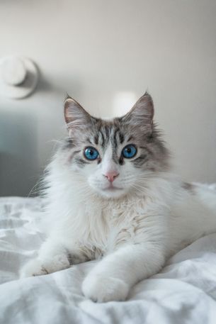 cat, pet, blue eyes Wallpaper 3855x5783