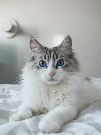 Обои 1536x2048 кошка, домашний питомец, голубые глаза