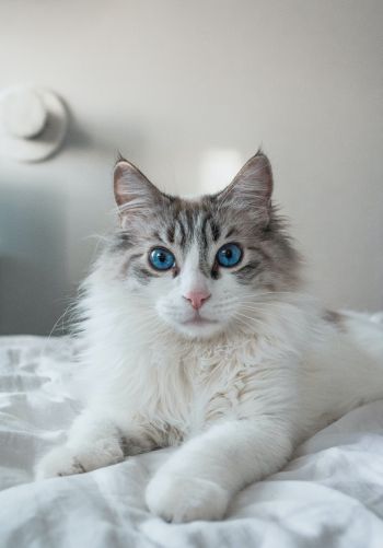 Обои 1668x2388 кошка, домашний питомец, голубые глаза