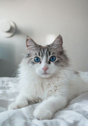 Обои 1640x2360 кошка, домашний питомец, голубые глаза