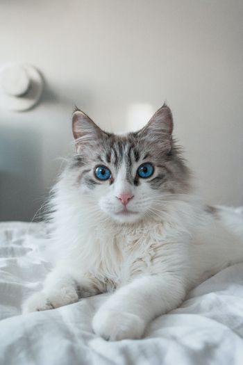 Обои 640x960 кошка, домашний питомец, голубые глаза