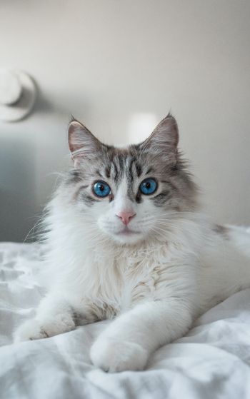 cat, pet, blue eyes Wallpaper 1752x2800