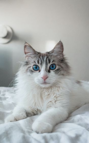 Обои 800x1280 кошка, домашний питомец, голубые глаза