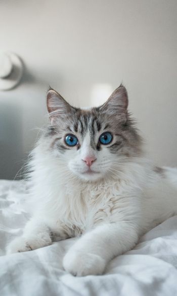 Обои 1200x2000 кошка, домашний питомец, голубые глаза