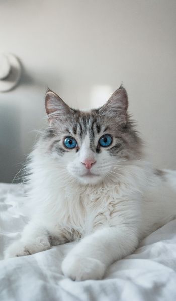 Обои 600x1024 кошка, домашний питомец, голубые глаза
