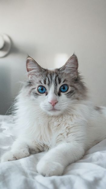 Обои 640x1136 кошка, домашний питомец, голубые глаза