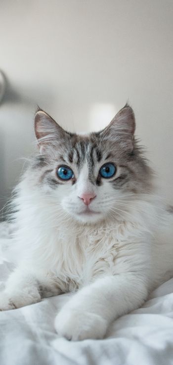 Обои 720x1520 кошка, домашний питомец, голубые глаза