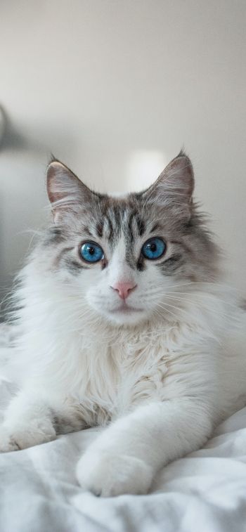 Обои 1125x2436 кошка, домашний питомец, голубые глаза