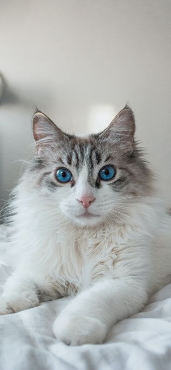cat, pet, blue eyes Wallpaper 1080x2340