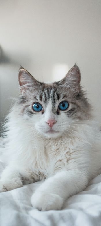 Обои 1440x3200 кошка, домашний питомец, голубые глаза