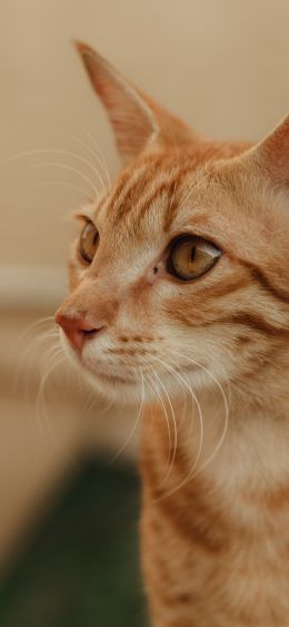 ginger cat, pet Wallpaper 1080x2340