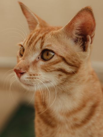 ginger cat, pet Wallpaper 1668x2224