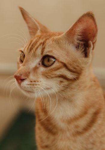 ginger cat, pet Wallpaper 1668x2388