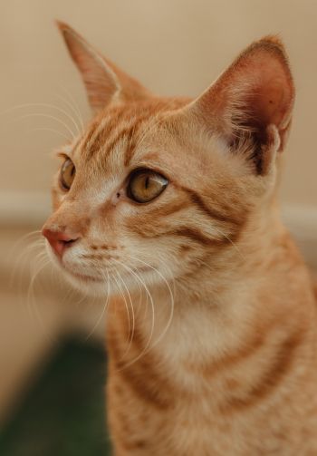 ginger cat, pet Wallpaper 1640x2360