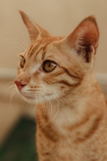 ginger cat, pet Wallpaper 640x960