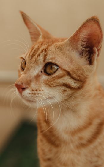 ginger cat, pet Wallpaper 1752x2800