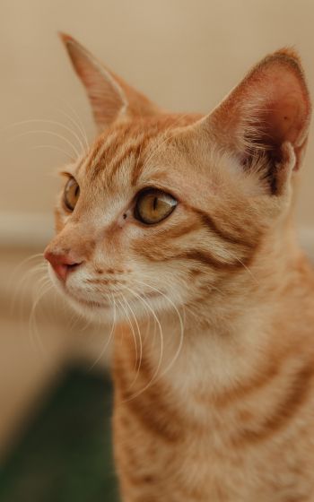 ginger cat, pet Wallpaper 1600x2560