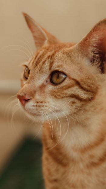 ginger cat, pet Wallpaper 640x1136