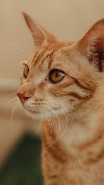 ginger cat, pet Wallpaper 750x1334