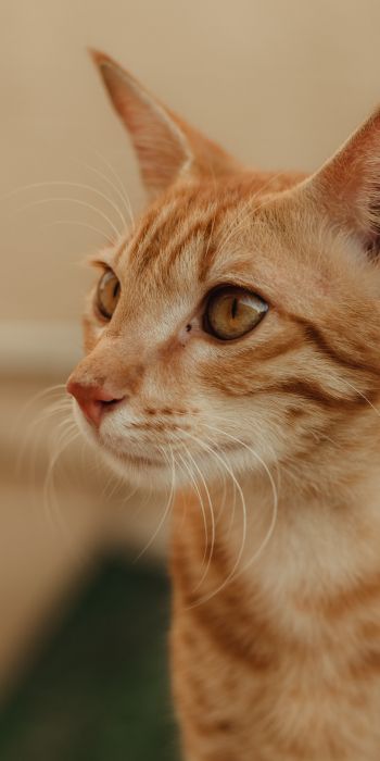 ginger cat, pet Wallpaper 720x1440