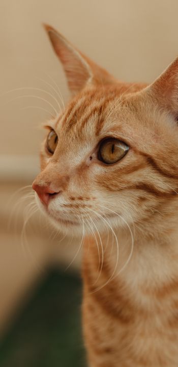 ginger cat, pet Wallpaper 1080x2220