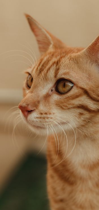 ginger cat, pet Wallpaper 1440x3040
